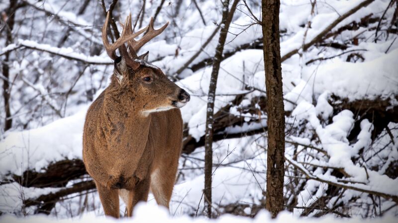 Best Hunting Clothing